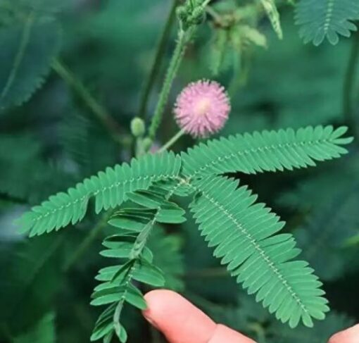 chui mui flower seeds
