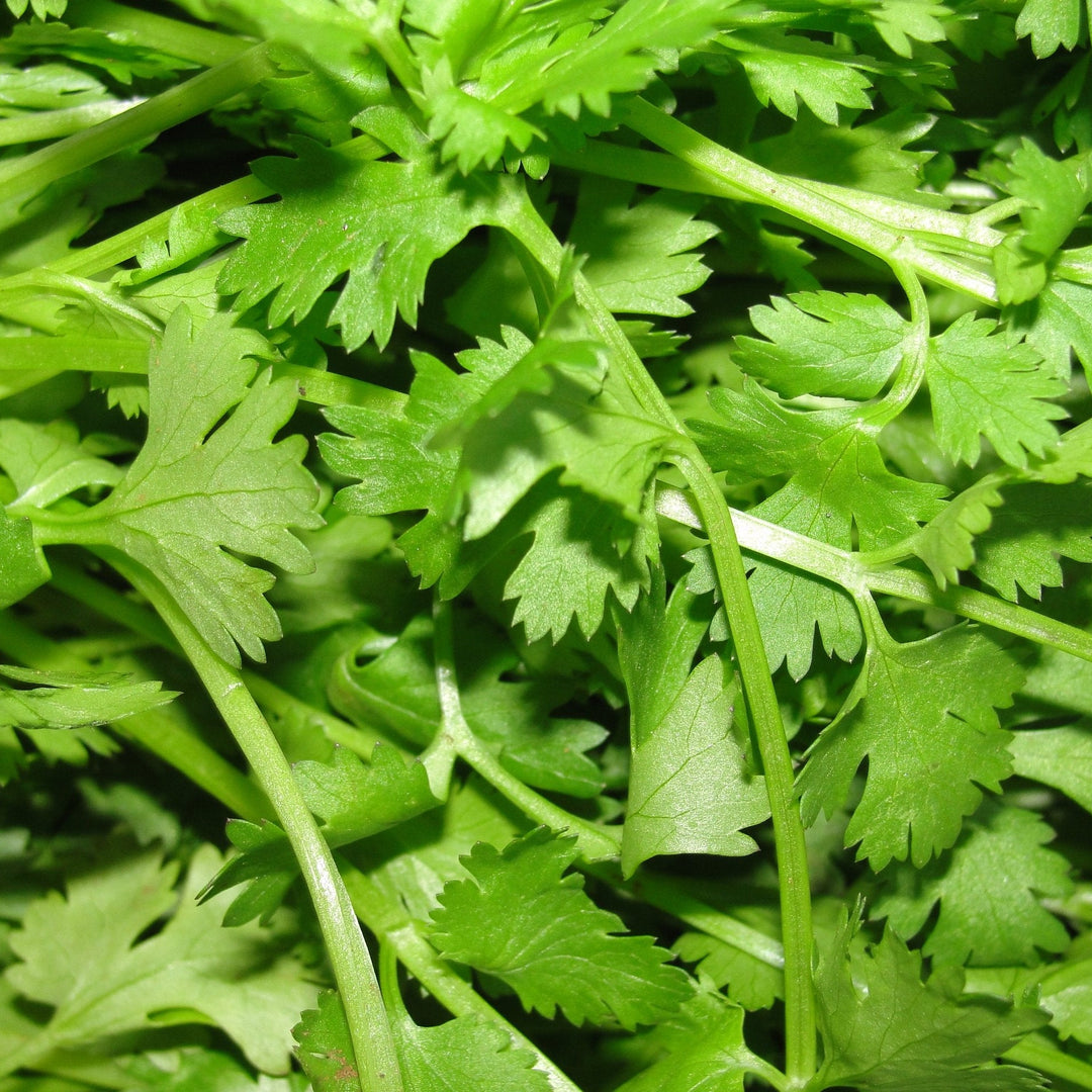 Cilantro Santo herb seeds