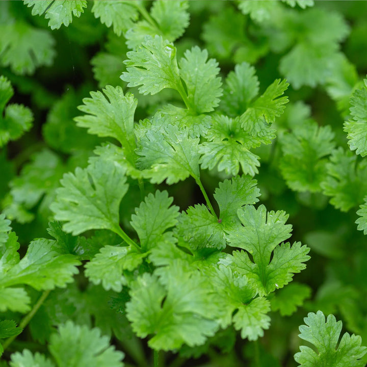 Organic Cilantro Herb Seeds for Planting – Heirloom, Non-GMO, High Germination Organic Garden Seeds for Culinary Use