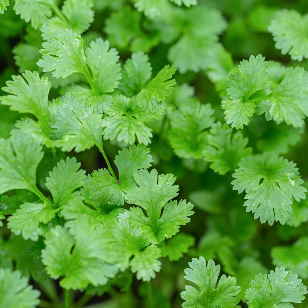 Organic Cilantro herb seeds
