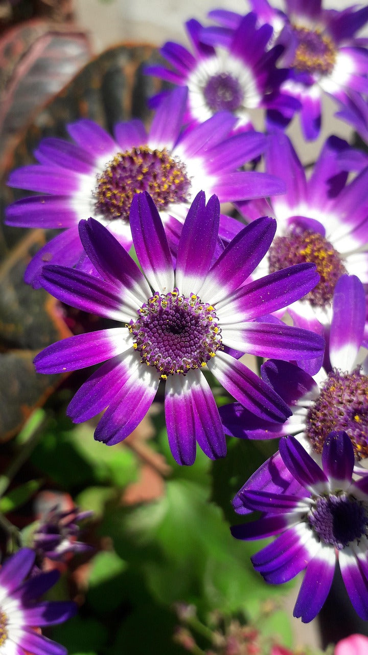 Purple Cineraria Flower Seeds for Planting – Heirloom, Non-GMO, High Germination Organic Garden Seeds