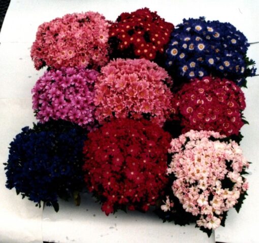 cinerariaangelimportedheirloomnongmohighgerminationorganicgarden flower seeds