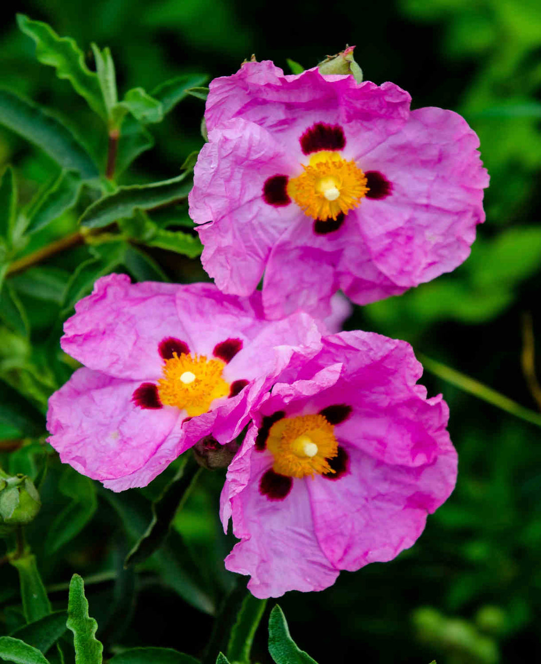 Pink Cistus Flowers Seeds for Planting – Heirloom, Non-GMO, High Germination Seeds