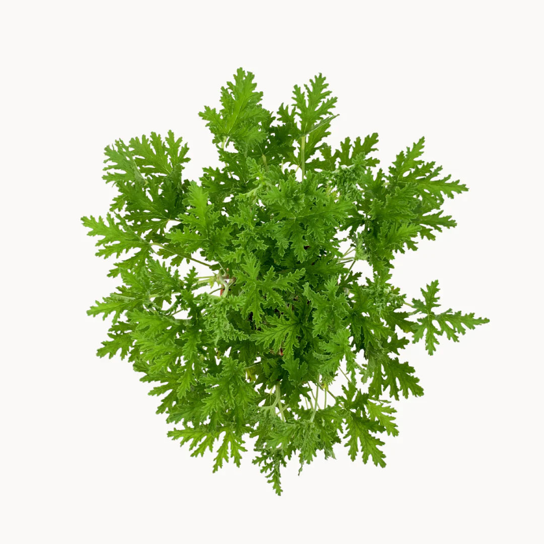 Citronella Plant herb seeds