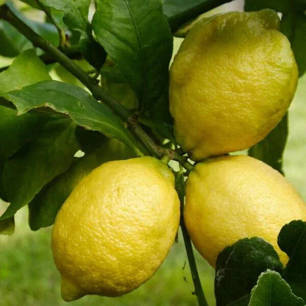 Eureka Lemon Seeds – Heirloom, Non-GMO, High Germination Organic Garden Seeds