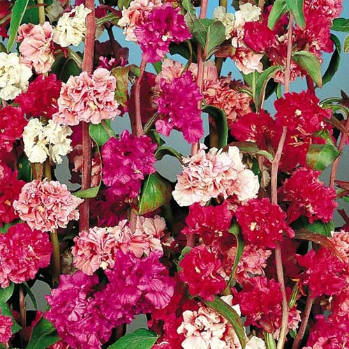 clarkia open flower seeds