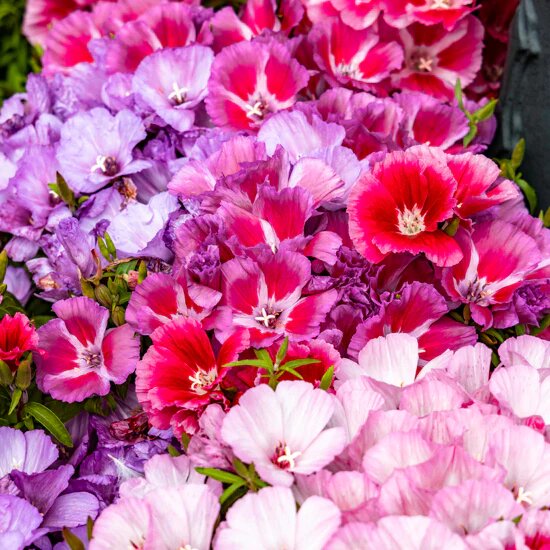 Mixed Clarkia Flower Seeds – Heirloom, Non-GMO, High Germination Organic Garden Seeds