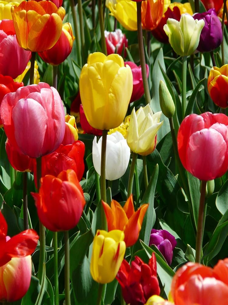 classic tulip flower seeds