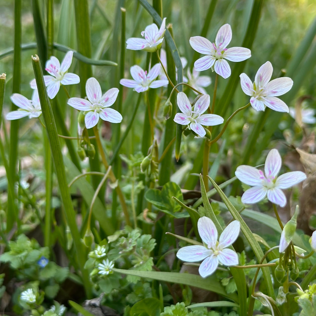White Claytonia Flower Seeds – Heirloom, Non-GMO, High Germination Garden Seeds