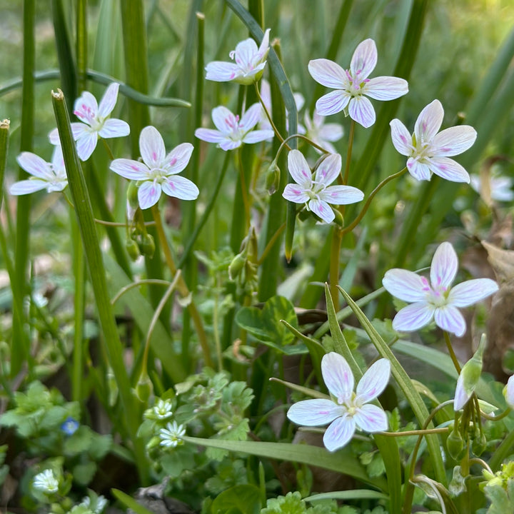 White Claytonia Flower Seeds – Heirloom, Non-GMO, High Germination Garden Seeds