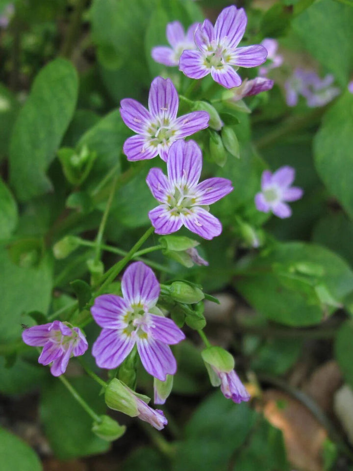 Claytonia Flower Seeds Purple – Heirloom, Non-GMO, High Germination Organic Garden Seeds
