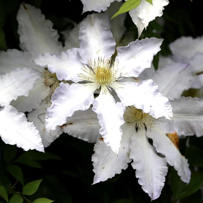 clematis clematis flower seeds