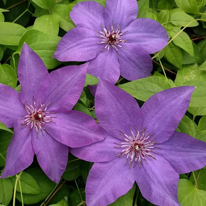 Purple Clematis Flower Seeds for Planting – Heirloom Non-GMO High Germination Seeds Seeds for Planting Organic Garden Seeds