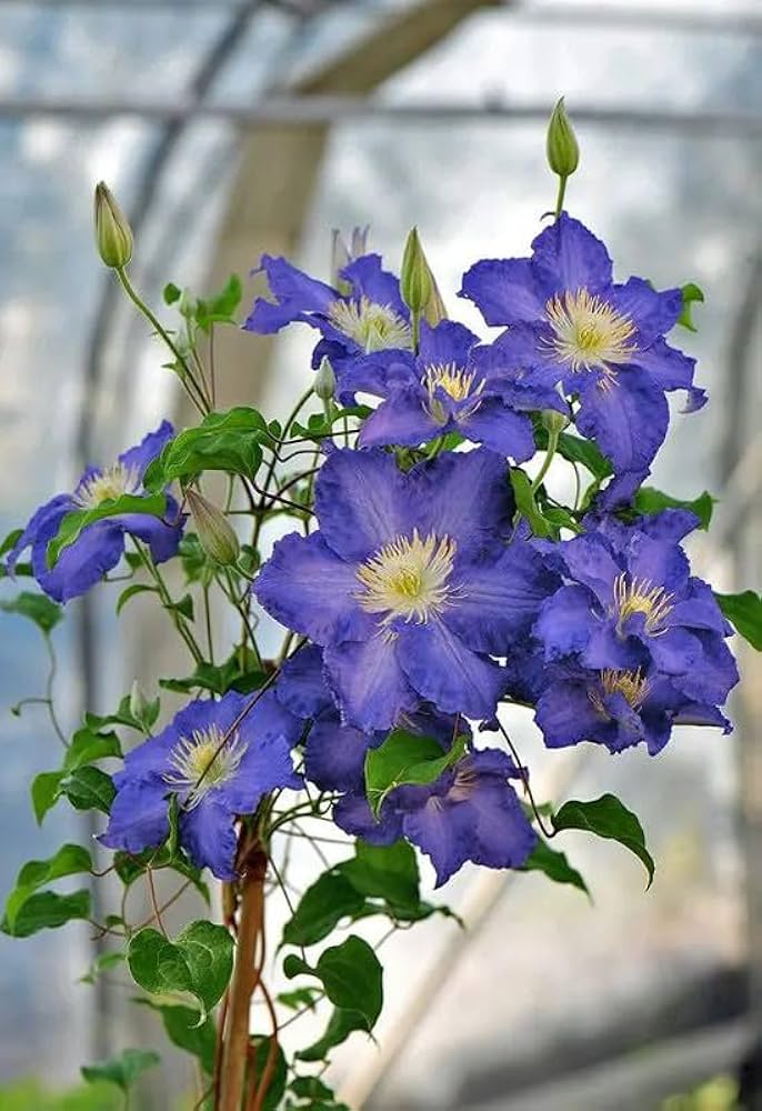 blue clematis flower seeds
