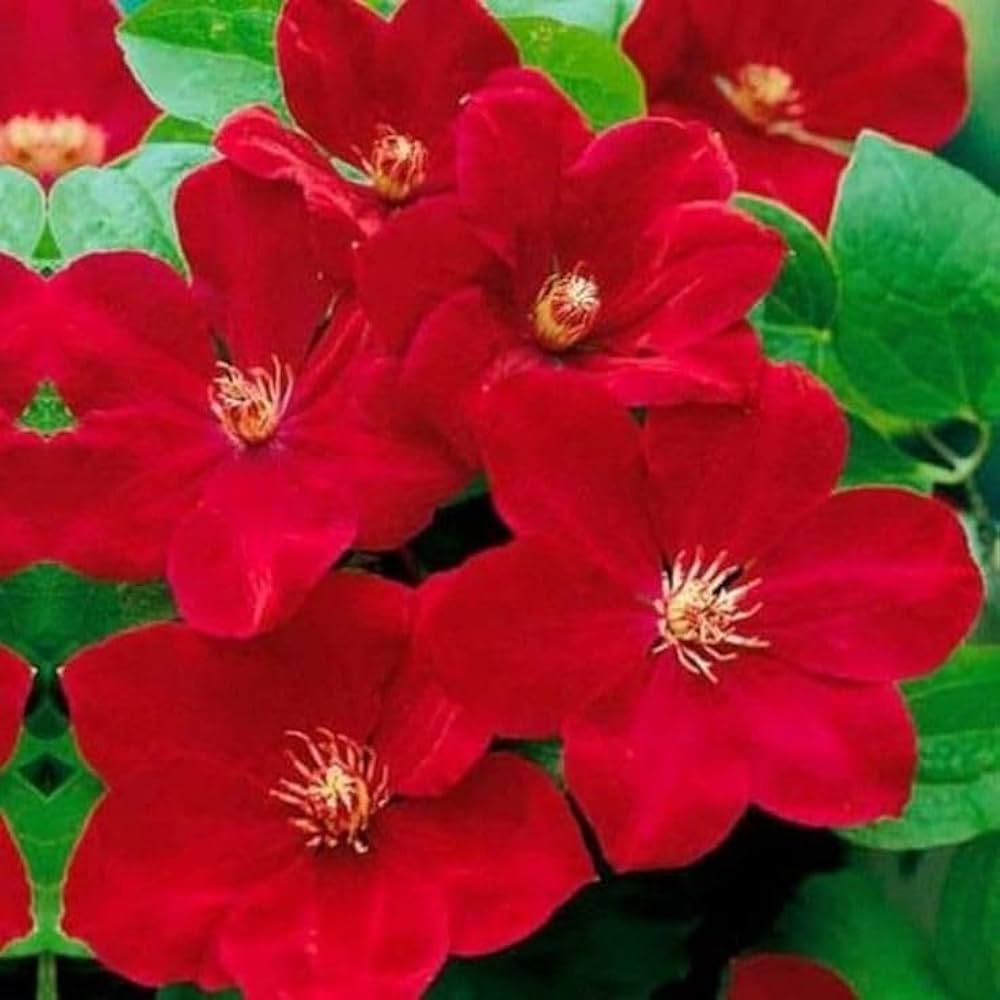red clematis flower seeds