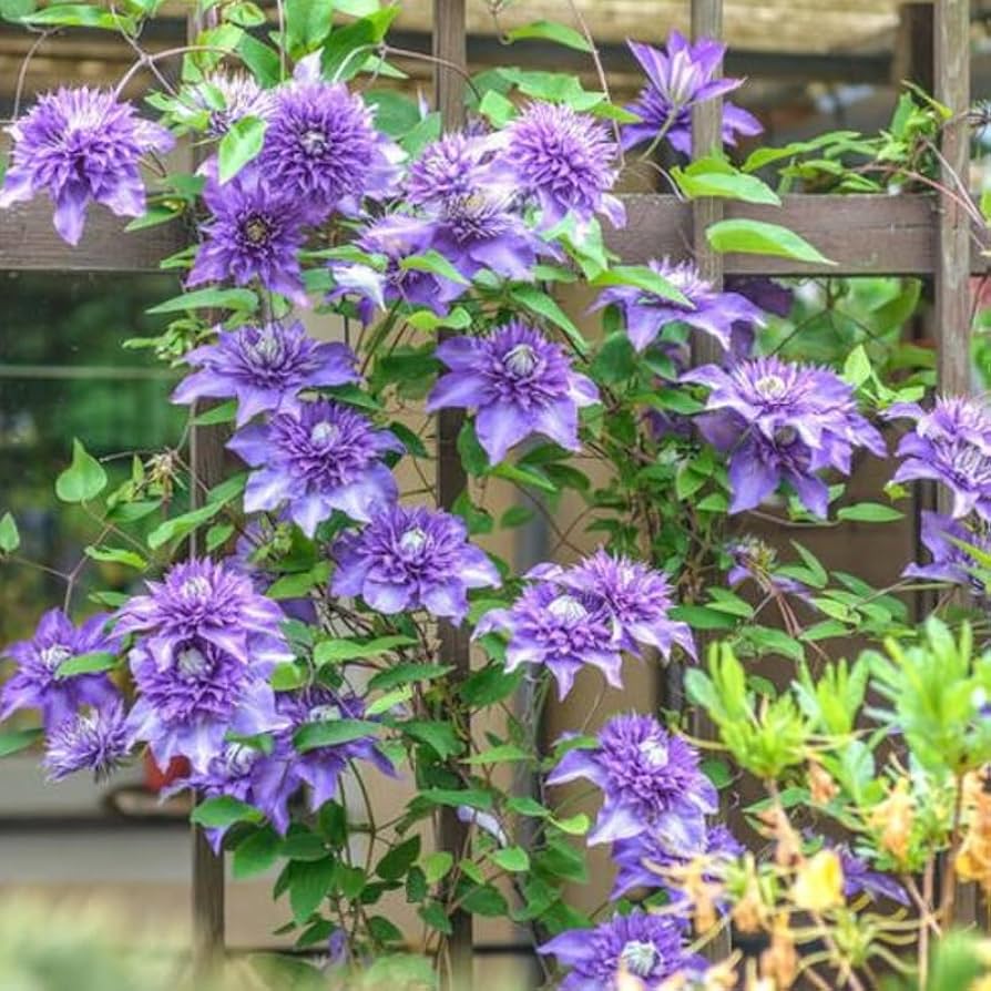 blue purple flower seeds