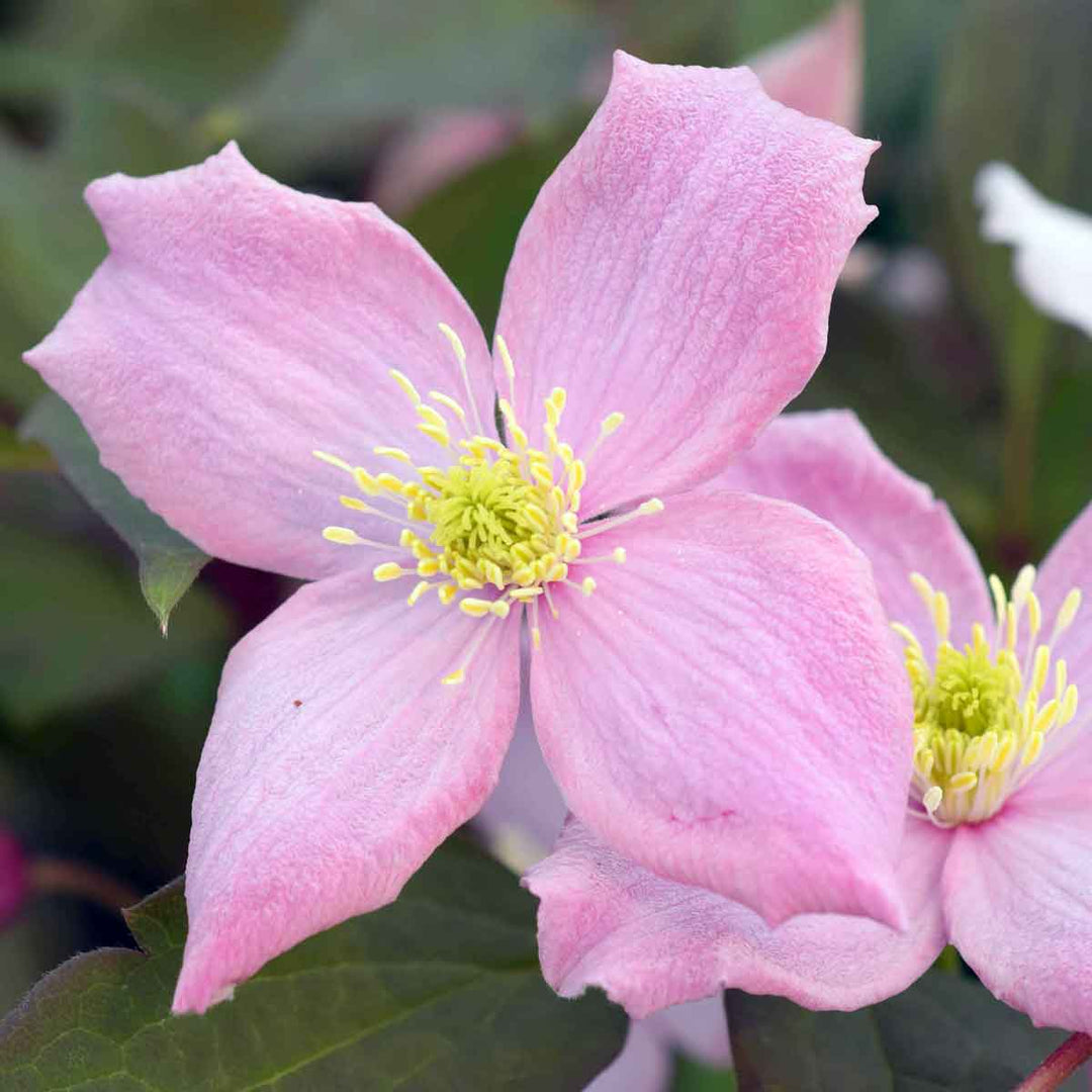Light Pink Clematis Flowers Seeds for Planting – Heirloom Non-GMO High Germination