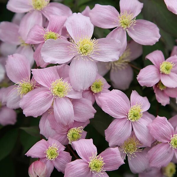 Light Pink Clematis Flowers Seeds for Planting – Heirloom Non-GMO High Germination