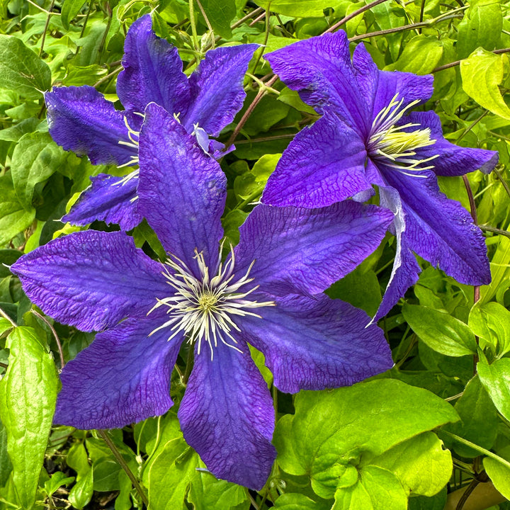Violet Blooming Clematis Flower Seeds for Planting – Heirloom Non-GMO Organic Seeds