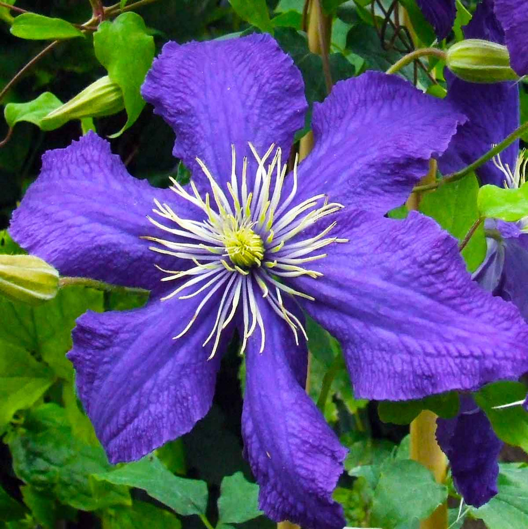 Violet Blooming Clematis Flower Seeds for Planting – Heirloom Non-GMO Organic Seeds