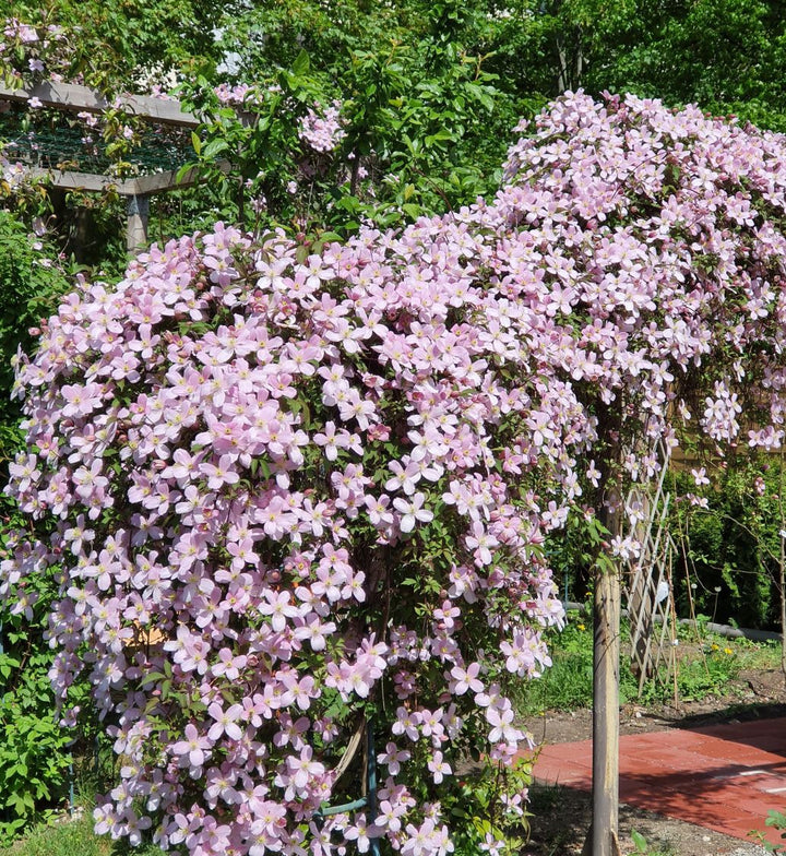 Pink Climbing Clematis Flowers Seeds for Planting – Heirloom Non-GMO High Germination
