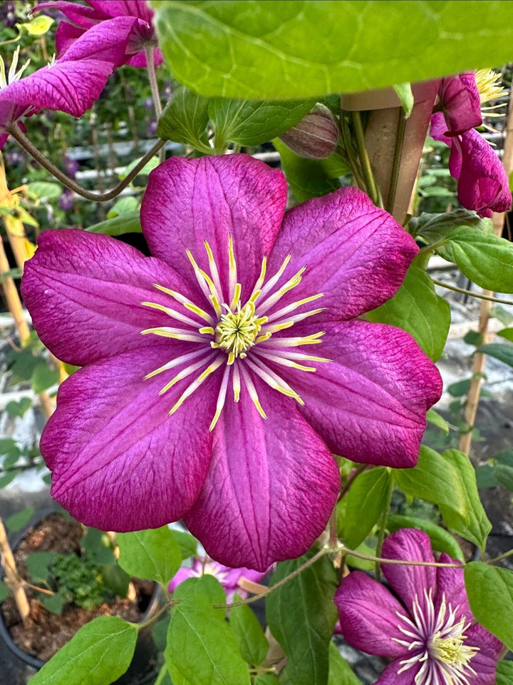 Semillas de flores de clemátide rosa - Semillas de reliquia sin OMG de alta germinación