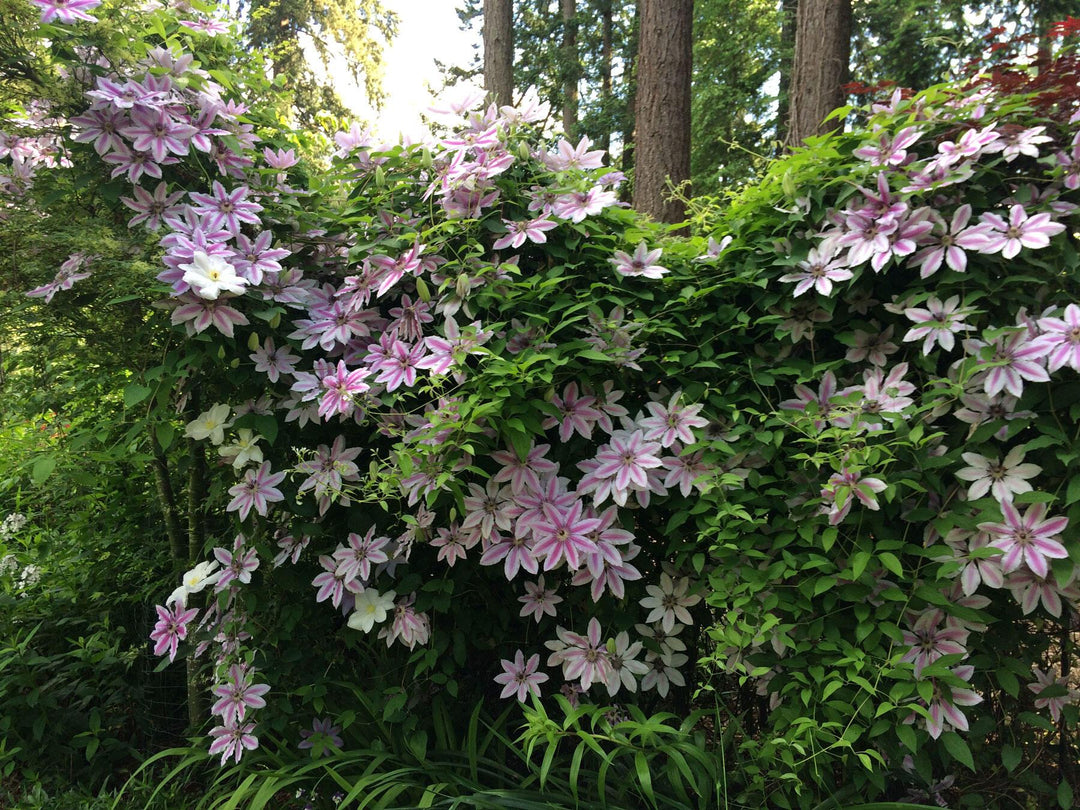 green clematis flower seeds