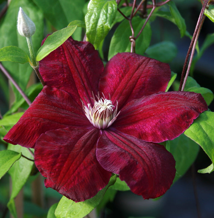 Giant Clematis Flower Seeds Marron – Heirloom, Non-GMO, High Germination Organic Garden Seeds for Planting