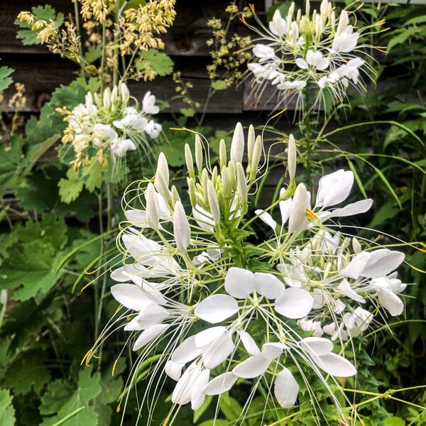 Cleome Flower Seeds White for Planting – Heirloom Non-GMO High Germination Seeds