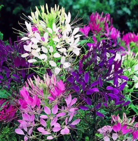 cleome open flower seeds