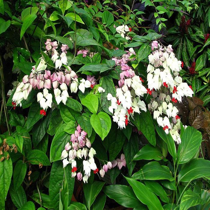 Clerodendrum Thomsoniae Flower Seeds for Planting – Heirloom Non-GMO High Germination