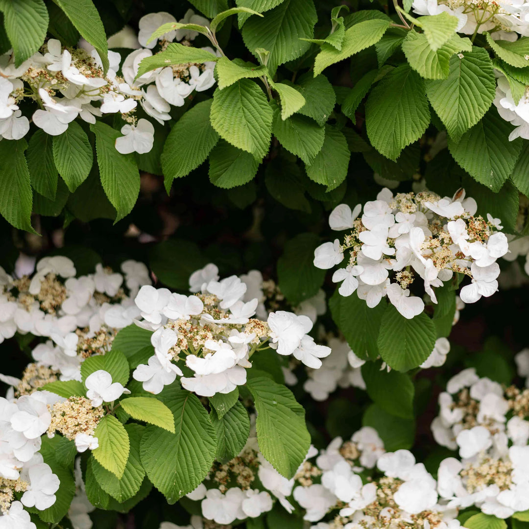 Climbing Hydrangea Vine Flower Seeds