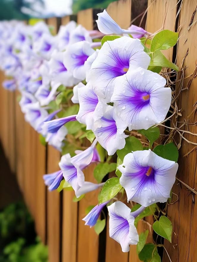 climbing morning flower seeds