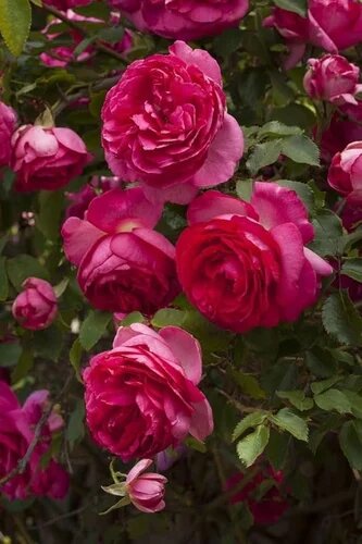 Dark Pink Climbing Rose Flower Seeds – Heirloom Non-GMO Organic Garden Seeds