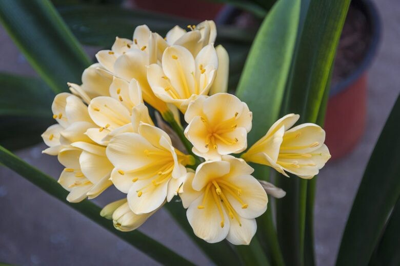 Yellow Perennial Clivia Flower Seeds for Planting – Heirloom Non-GMO Organic Garden Seeds