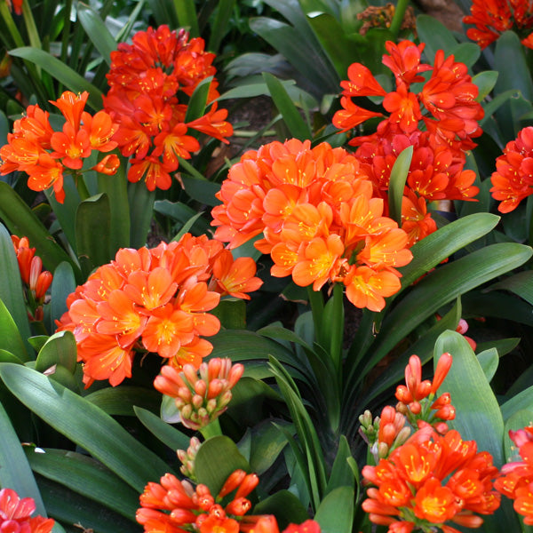 Orange Clivia Flower Seeds for Planting – Heirloom Non-GMO High Germination Seeds