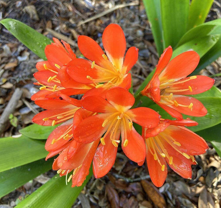 Clivia Flowers Seeds Orange – Heirloom Non-GMO High Germination Organic Garden Seeds