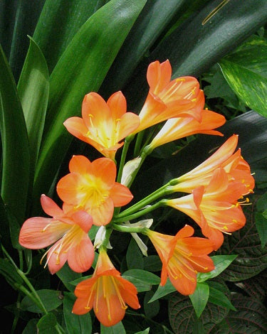 Orange Clivia Flower Seeds for Planting – Heirloom Non-GMO High Germination Seeds