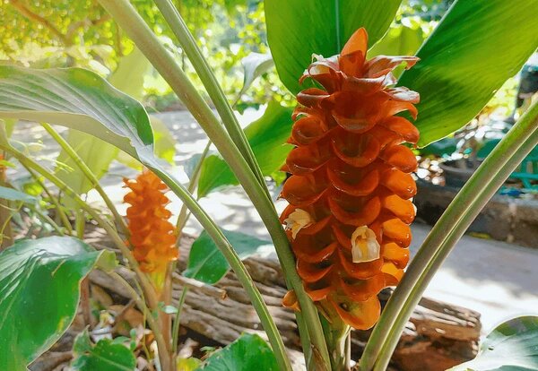 Orange Curcuma Flower Seeds – Heirloom Non-GMO High Germination Seeds