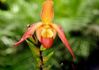 Orange Cypripedium Flower Seeds – Heirloom Non-GMO High Germination Seeds
