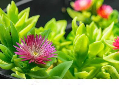 Aptenia Cordifolia Flower Seeds – Heirloom, Non-GMO, High Germination Seeds