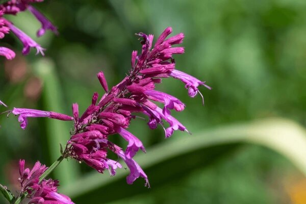 Riesenysop-Samen Rosa – Alte Sorte, gentechnikfrei, keimfreudige Samen zum Pflanzen