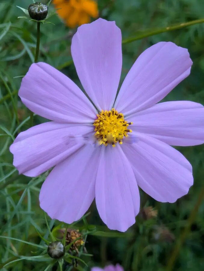 Light Violet Cosmos Flower Seeds for Planting – Heirloom Non-GMO High Germination Seeds