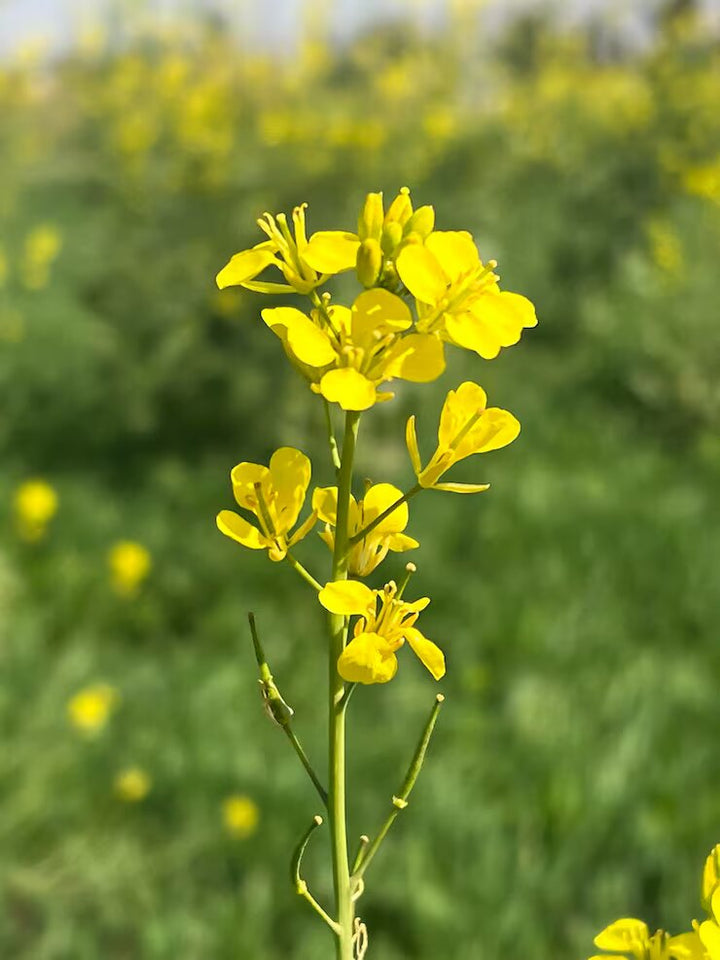 Canola Flower Seeds Yellow – Heirloom, Non-GMO, High Germination Organic Garden Seeds