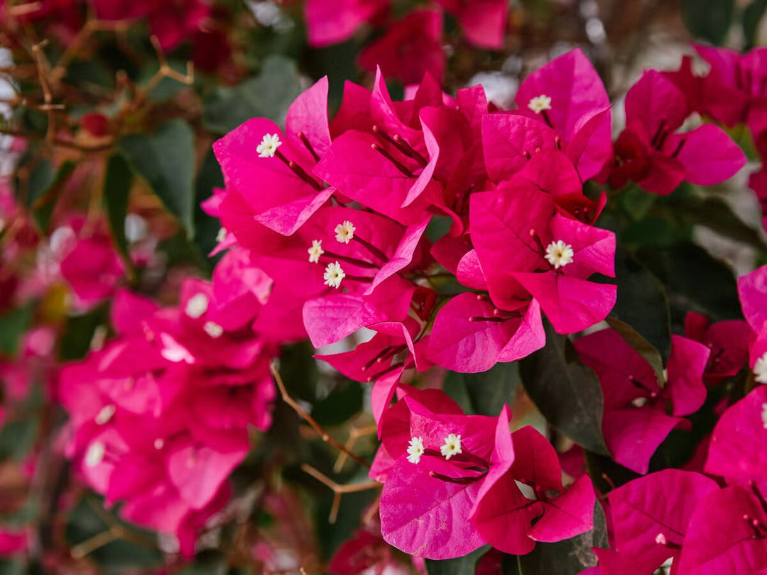 Pink Climbing Bougainvillea Flower Seeds – Heirloom, Non-GMO, High Germination, Organic Garden Seeds