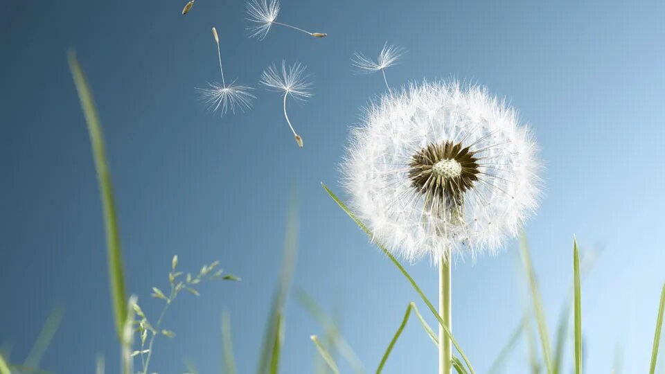 Dandelion Flower Seeds – Heirloom, Non-GMO, High Germination Organic Garden Seeds
