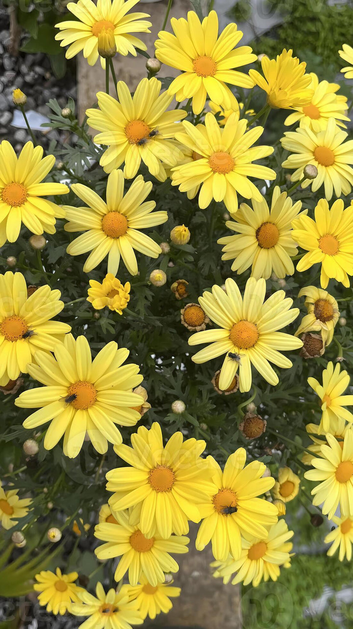 Daisy Flower Seeds Yellow – Heirloom Non-GMO High Germination Organic Garden Seeds