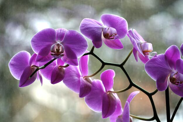 Dark Purple Phalaenopsis Orchid Flower Seeds for Planting Heirloom Non-GMO High Germination Organic Garden Seeds