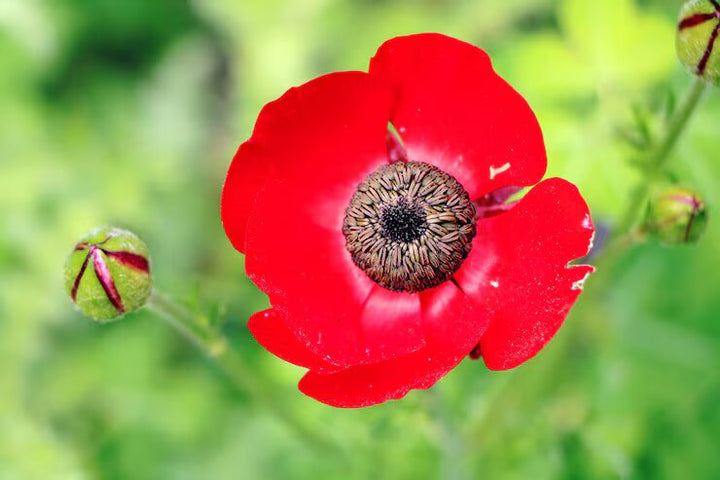 Semillas de amapola roja para plantar – Semillas cimarrón sin OMG de alta germinación
