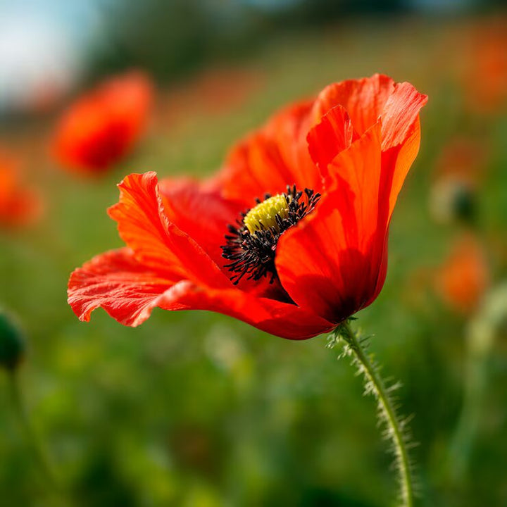 Semillas de amapola roja para plantar – Semillas cimarrón sin OMG de alta germinación